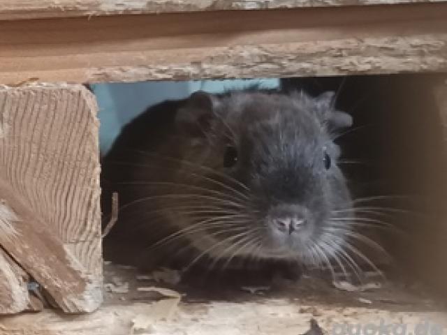 2 Degus Degu Mädchen 2 Jahre alt - 1