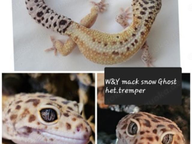 Leopardgecko Männchen - 1