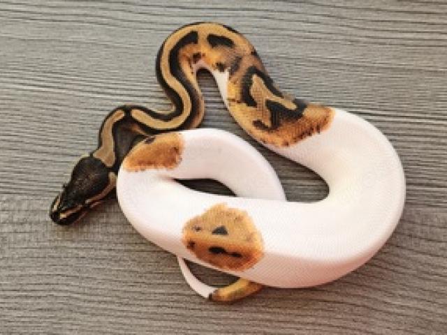 1.0 Piebald pos.Yellow Belly Pied Königspython - 1