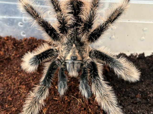 1.0 Tliltocatl albopilosus ADULT - 1